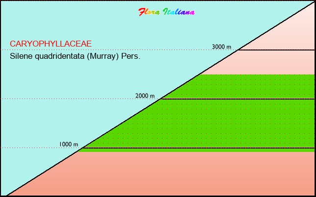 Altitudine - Elevation - Silene quadridentata (Murray) Pers.