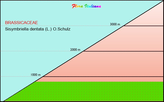 Altitudine - Elevation - Sisymbriella dentata (L.) O.Schulz