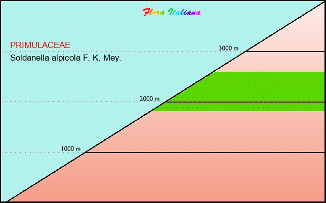 Altitudine - Elevation - Soldanella alpicola F. K. Mey.