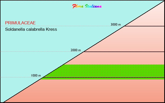 Altitudine - Elevation - Soldanella calabrella Kress