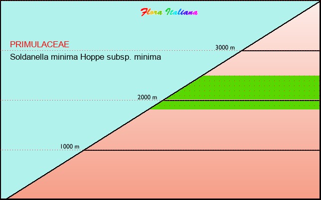 Altitudine - Elevation - Soldanella minima Hoppe subsp. minima