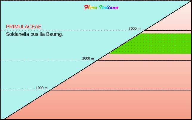 Altitudine - Elevation - Soldanella pusilla Baumg.
