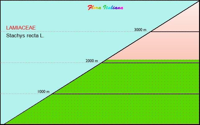 Altitudine - Elevation - Stachys recta L.