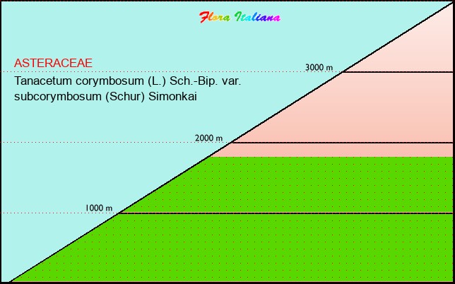 Altitudine - Elevation - Tanacetum corymbosum (L.) Sch.-Bip. var. subcorymbosum (Schur) Simonkai