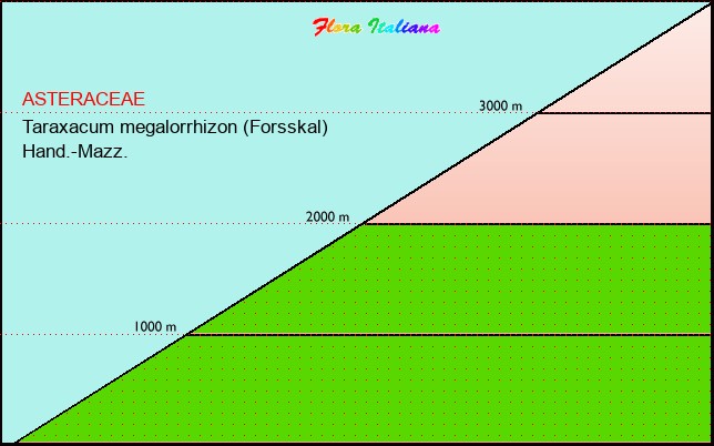 Altitudine - Elevation - Taraxacum megalorrhizon (Forsskal) Hand.-Mazz.