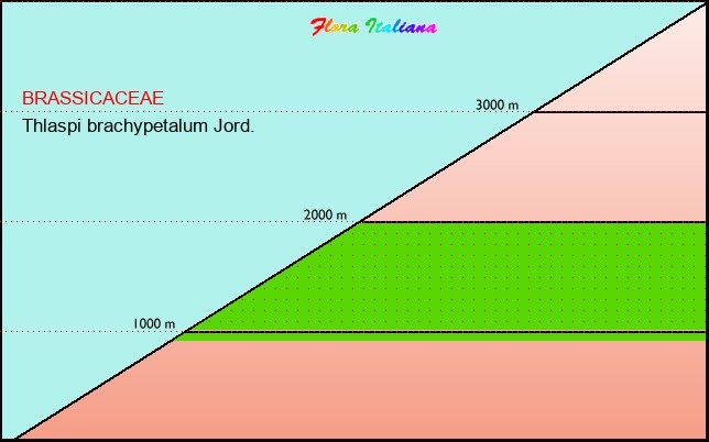 Altitudine - Elevation - Thlaspi brachypetalum Jord.
