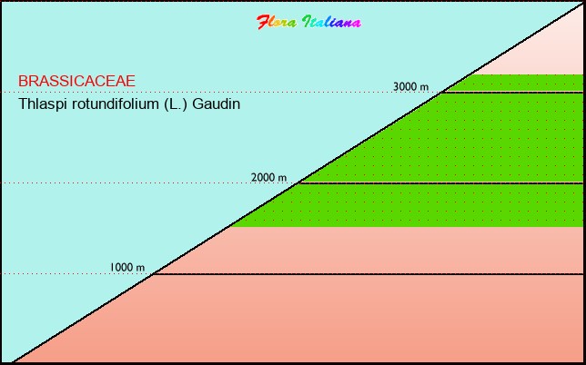 Altitudine - Elevation - Thlaspi rotundifolium (L.) Gaudin