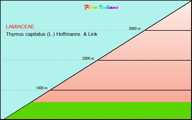 Altitudine - Elevation - Thymus capitatus (L.) Hoffmanns. & Link