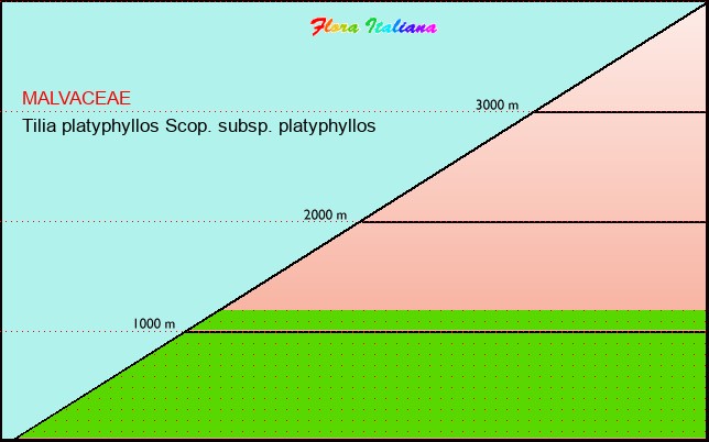 Altitudine - Elevation - Tilia platyphyllos Scop. subsp. platyphyllos