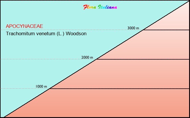 Altitudine - Elevation - Trachomitum venetum (L.) Woodson