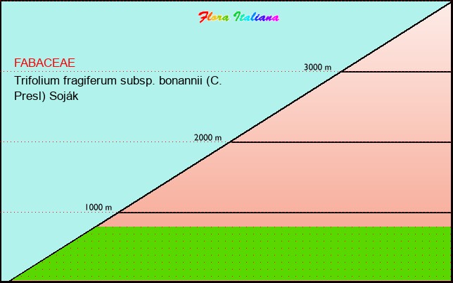 Altitudine - Elevation - Trifolium fragiferum subsp. bonannii (C. Presl) SojÃ¡k