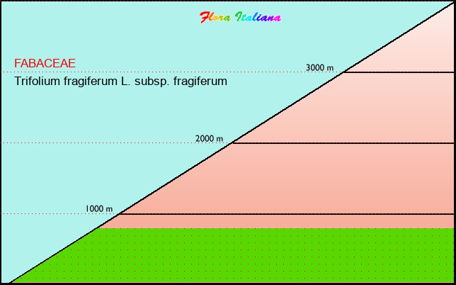 Altitudine - Elevation - Trifolium fragiferum L. subsp. fragiferum