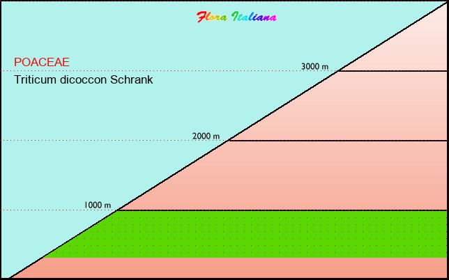 Altitudine - Elevation - Triticum dicoccon Schrank