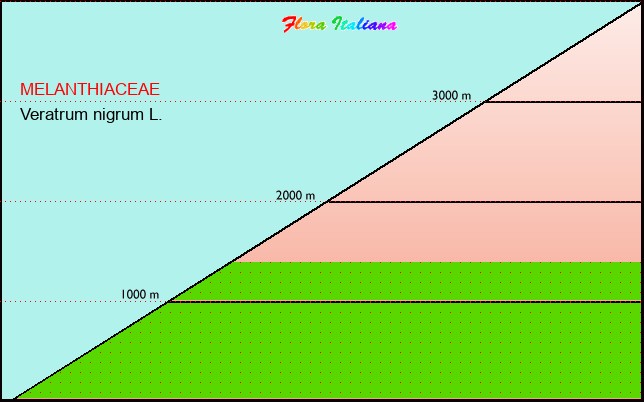 Altitudine - Elevation - Veratrum nigrum L.