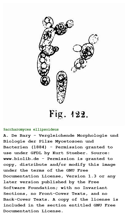 Saccharomyces ellipsoideus Hansen 1883