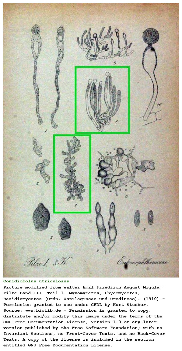 Conidiobolus utriculosus Brefeld