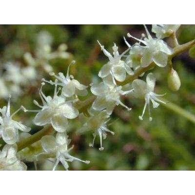 Anredera cordifolia (Ten.) Steenis 
