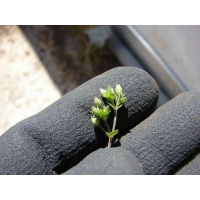 Arenaria serpyllifolia L. 