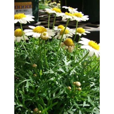 Argyranthemum frutescens (L.) Sch. Bip. 