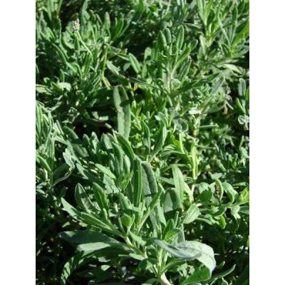 Artemisia dracunculus L. 