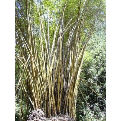 Bambusa vulgaris Schrad. ex J.C.Wendl. 