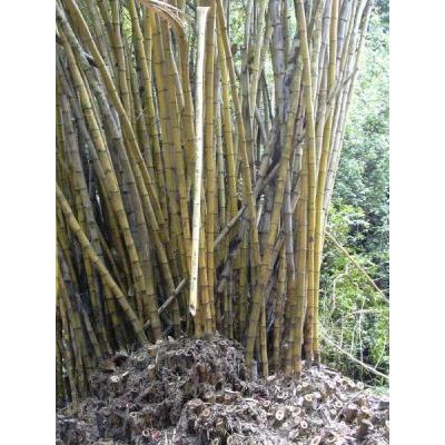Bambusa vulgaris Schrad. ex J.C.Wendl. 