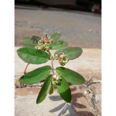 Euphorbia hypericifolia L. 