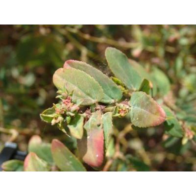 Euphorbia hypericifolia L. 