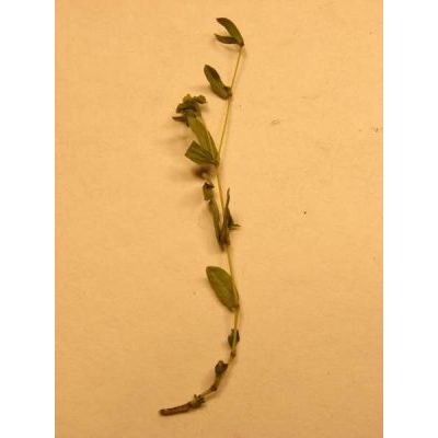 Chamaesyce hyssopifolia (L.) Small 
