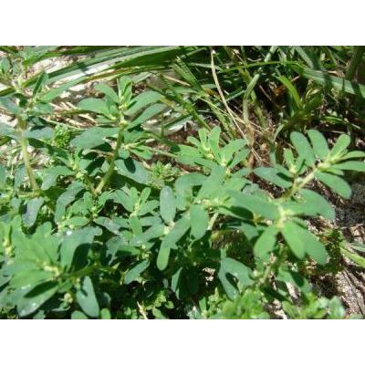 Euphorbia maculata L. 