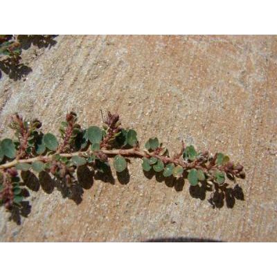 Euphorbia prostrata Aiton 