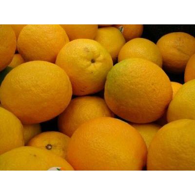 Citrus sinensis (L.) Osbeck 
