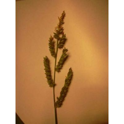 Echinochloa colona (L.) Link 