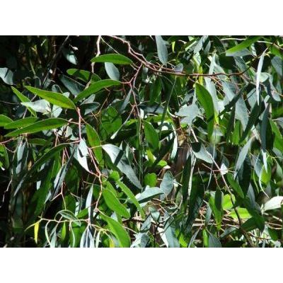 Eucalyptus sideroxylon A. Cunn. ex Woolls 
