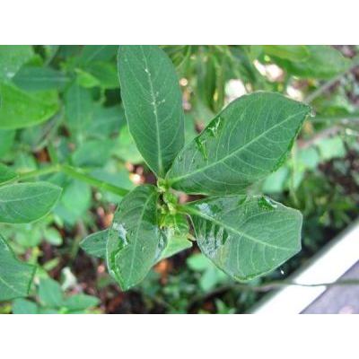 Euphorbia heterophylla L. 