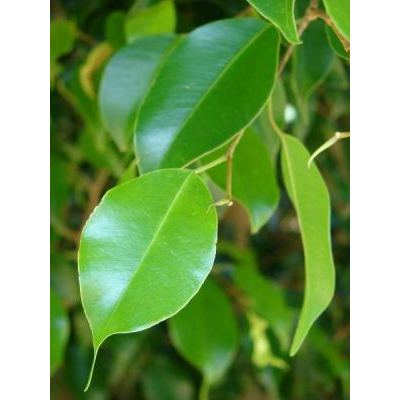 Ficus benjamina L. 