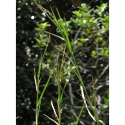 Hemarthria altissima (Poir.) Stapf & C. E. Hubb. 