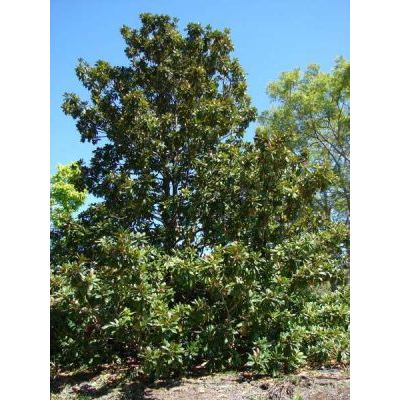 Magnolia grandiflora L. 