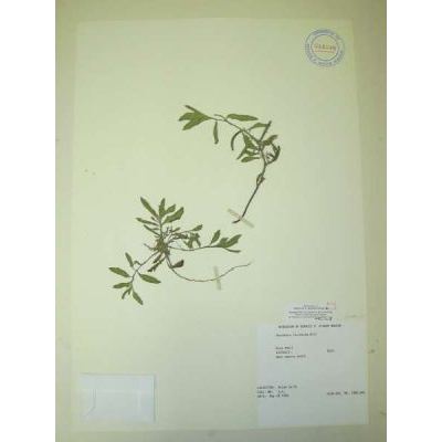 Oenothera laciniata Hill 