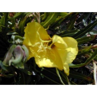 Oenothera stricta Ledeb. ex Link subsp. stricta 