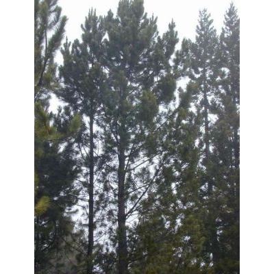 Pinus pinaster Aiton 