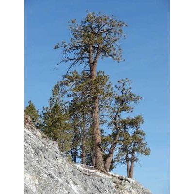Pinus ponderosa P. Lawson & C. Lawson 