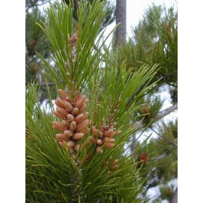 Pinus radiata D. Don 