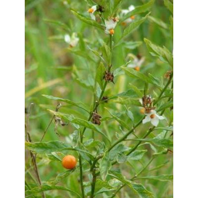 Solanum pseudocapsicum L. 