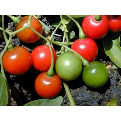 Solanum seaforthianum Andrews 
