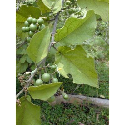 Solanum torvum Sw. 