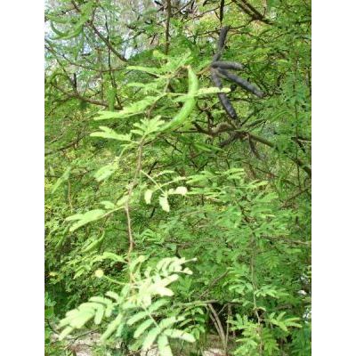 Acacia farnesiana (L.) Willd. 