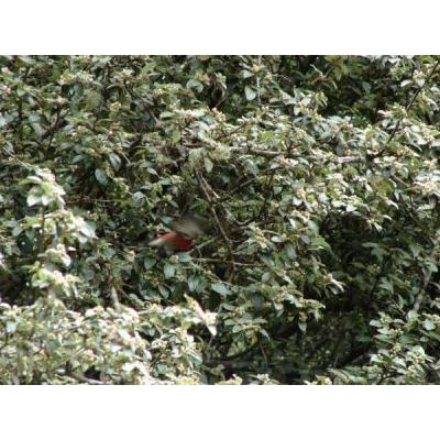 Cotoneaster pannosus Franch. 
