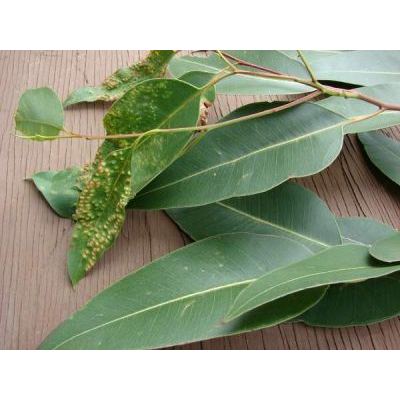 Eucalyptus robusta Sm. 