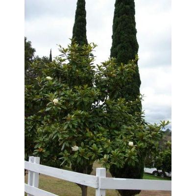 Magnolia grandiflora L. 